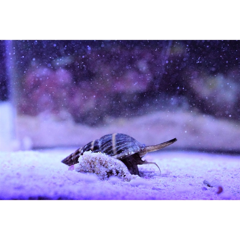 Nassarius Snails