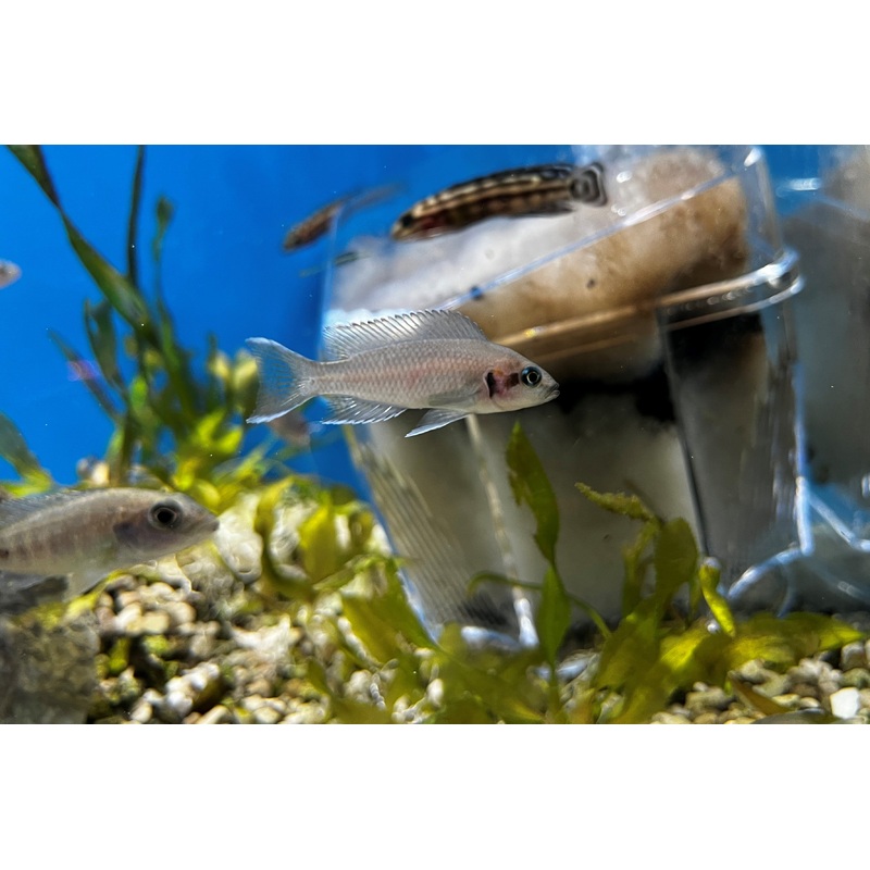 Neolamprologus brichardi