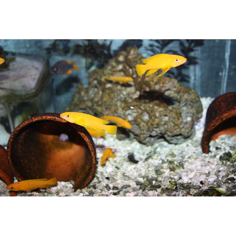 Neolamprologus leleupi