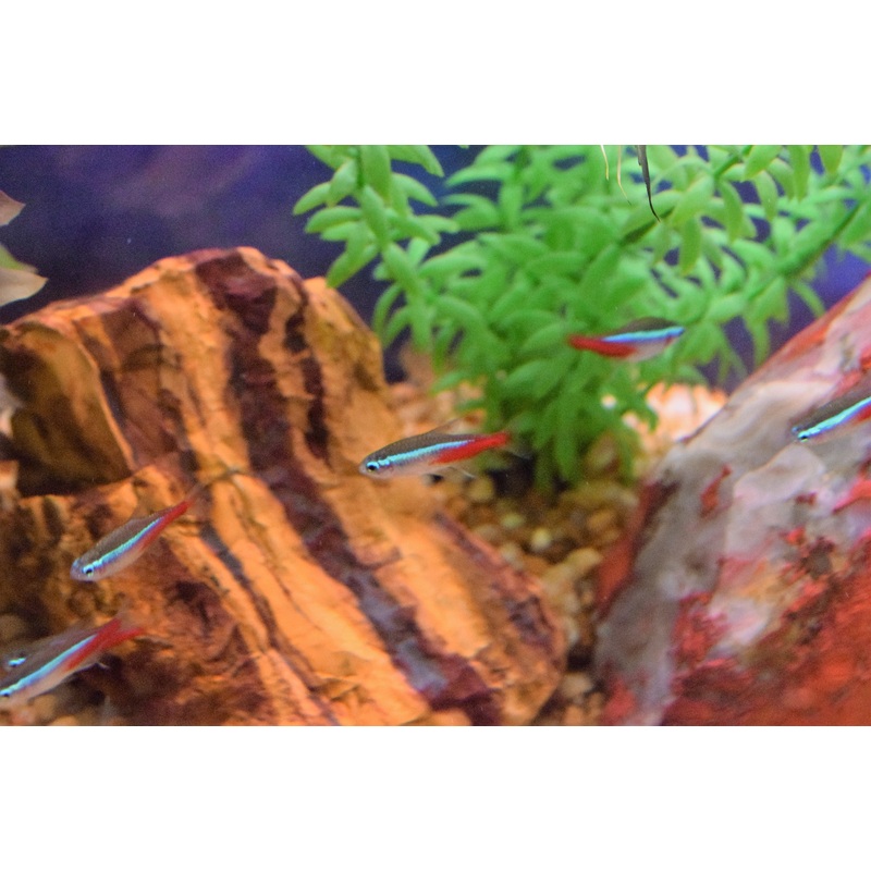 Neon Tetra