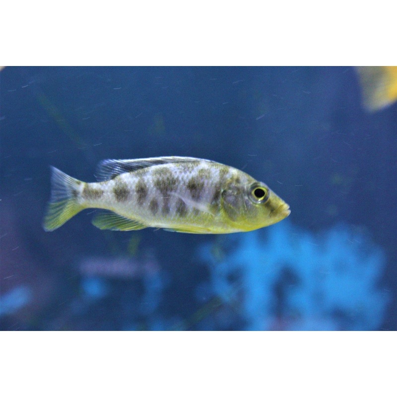 Nimbochromis venustus