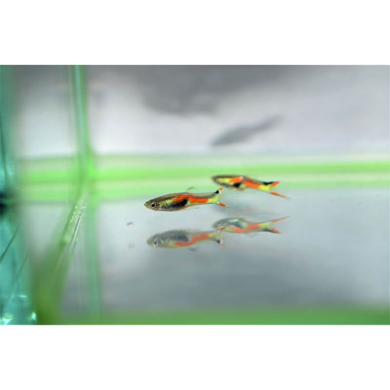 Orange Green Endlers