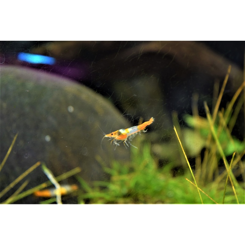 Orange Rili Shrimp
