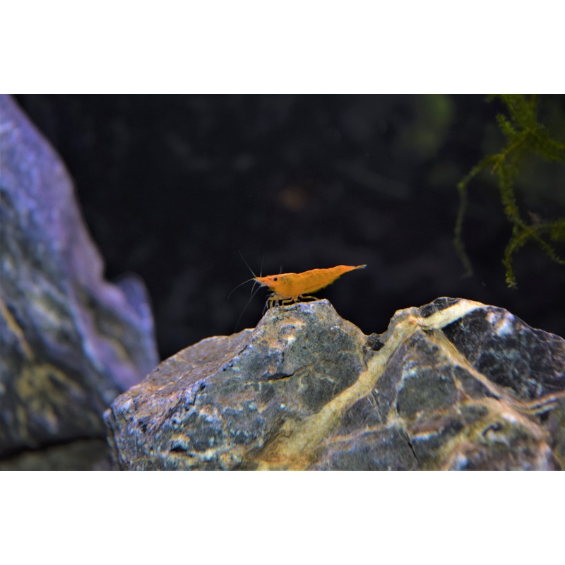 Orange Sunkist Shrimp