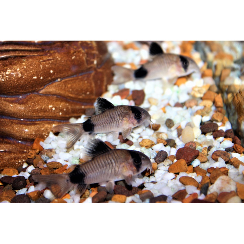 Panda Cory