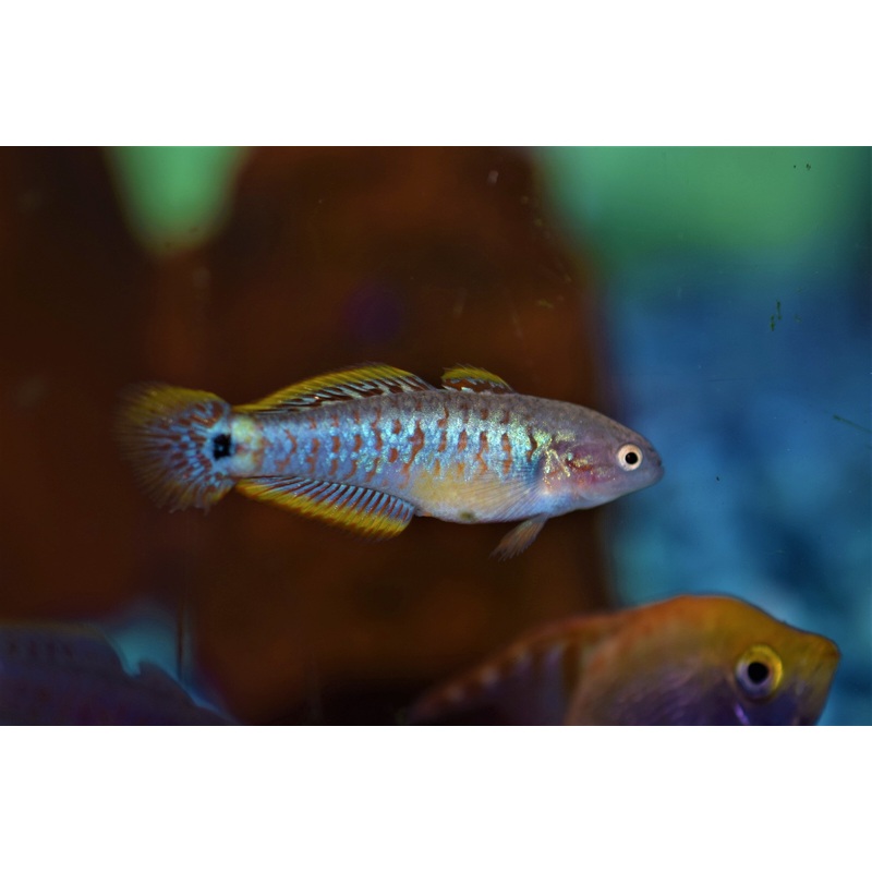 Peacock Gudgeon
