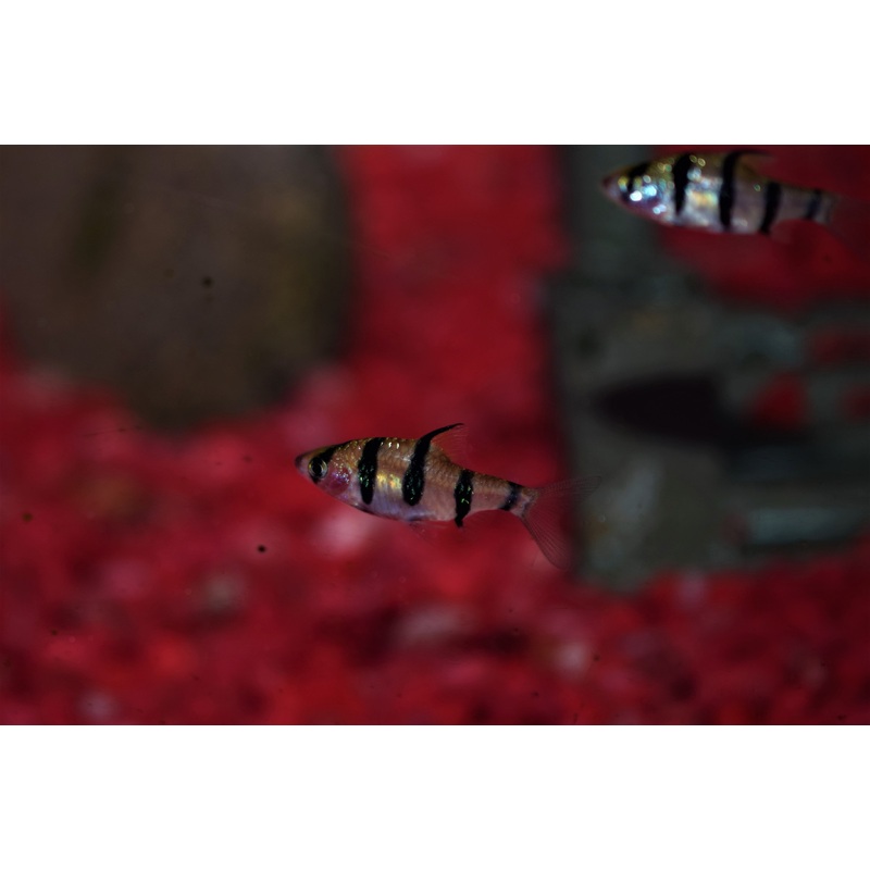 Pentazona Barb