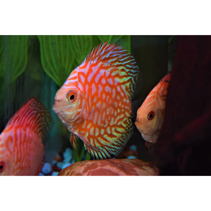 Pigeon Blood Discus