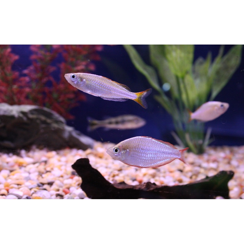 Praecox Rainbow
