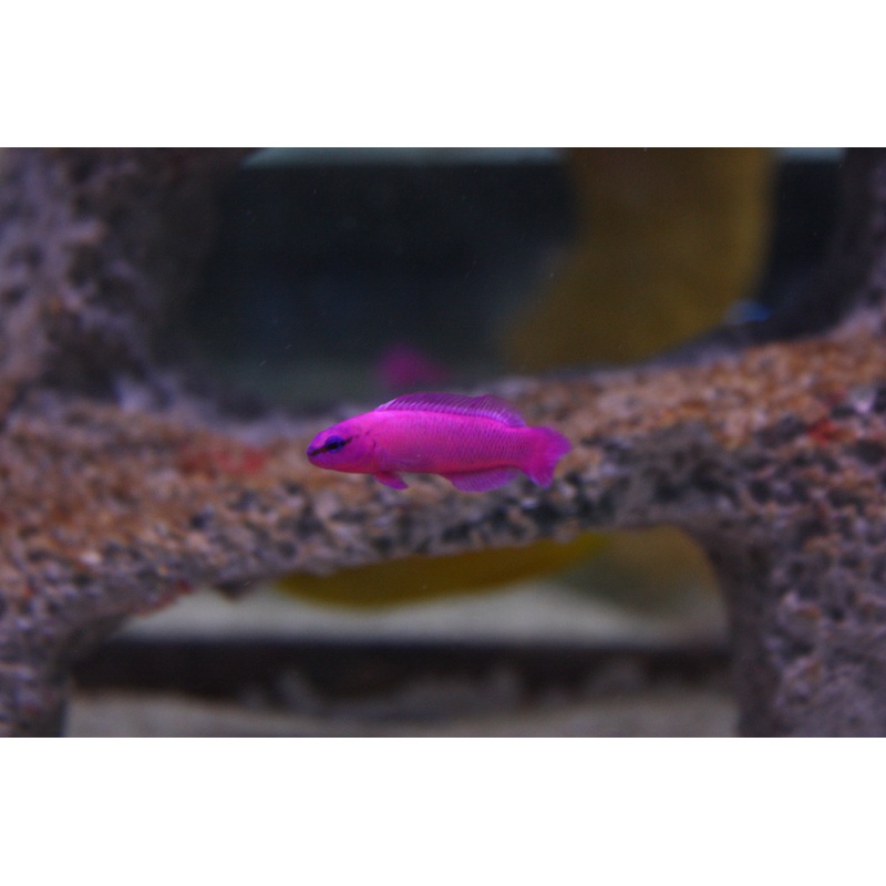 Pseudochromis fridmani
