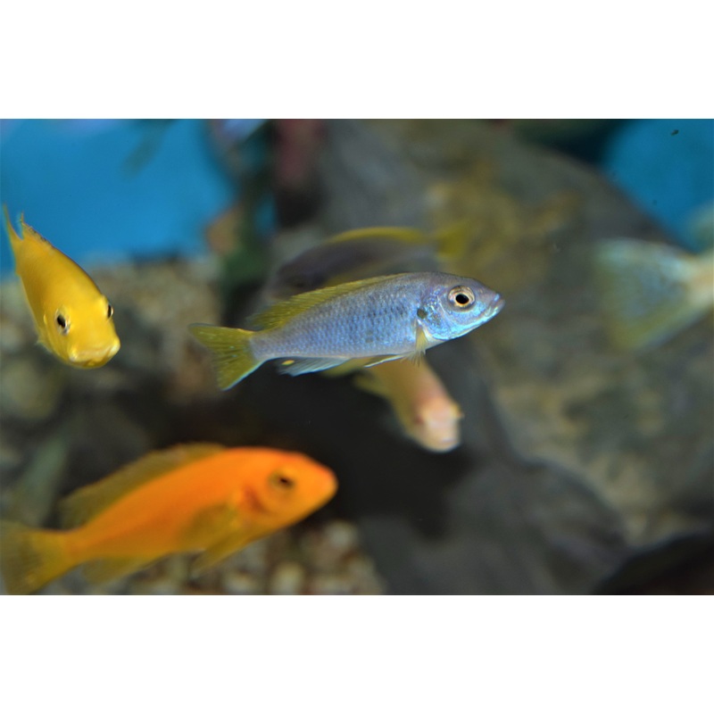 Pseudotropheus acei
