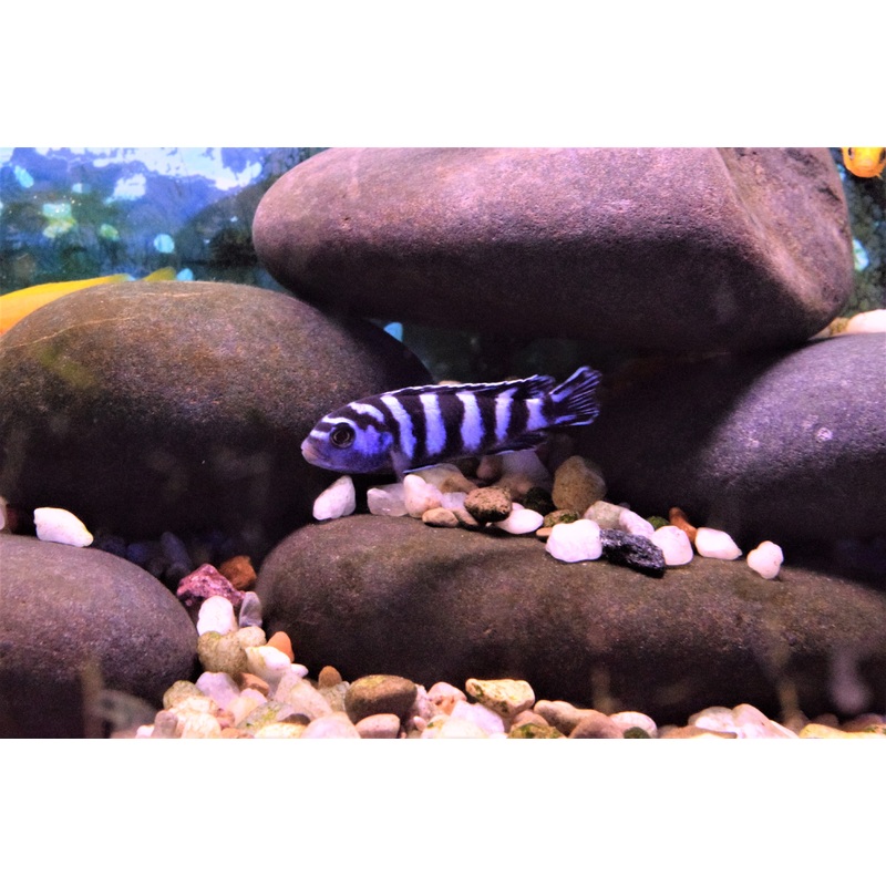 Pseudotropheus demasoni