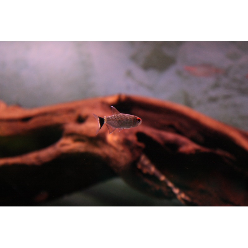 Red Eye Tetra