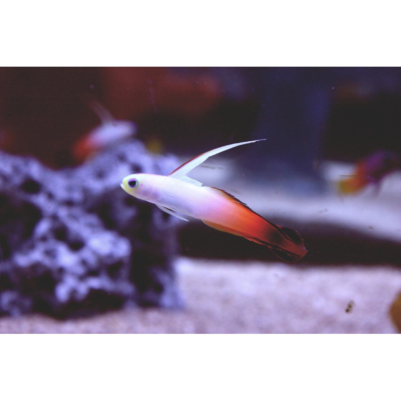 Red Firefish Goby