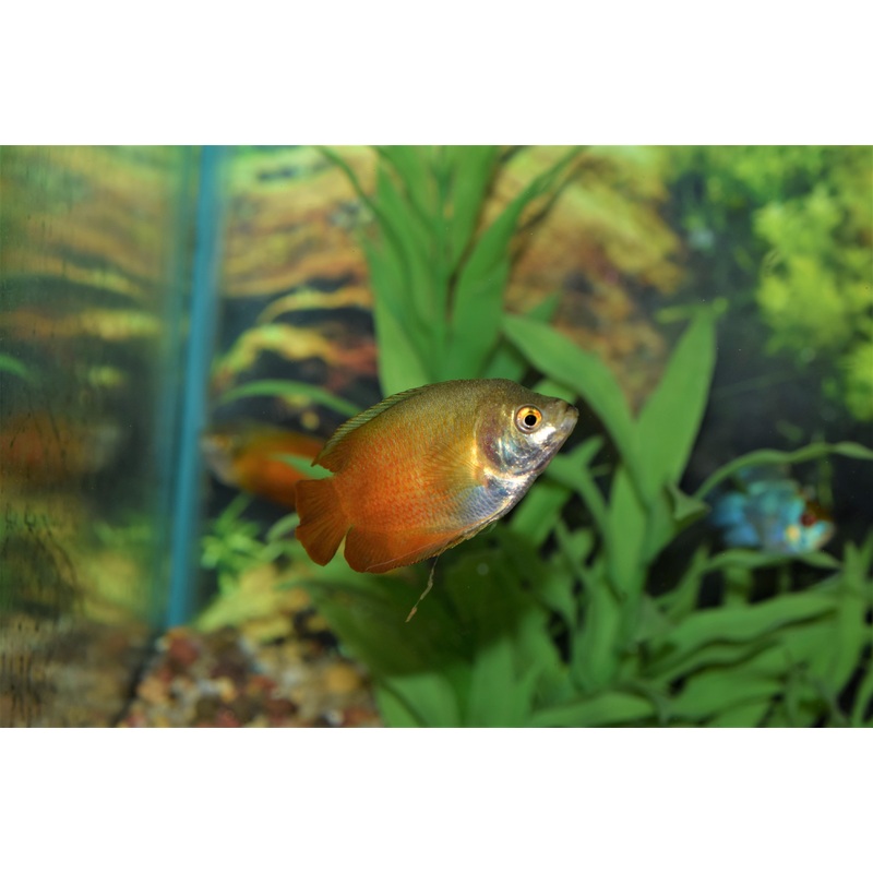 Red Flame Gourami
