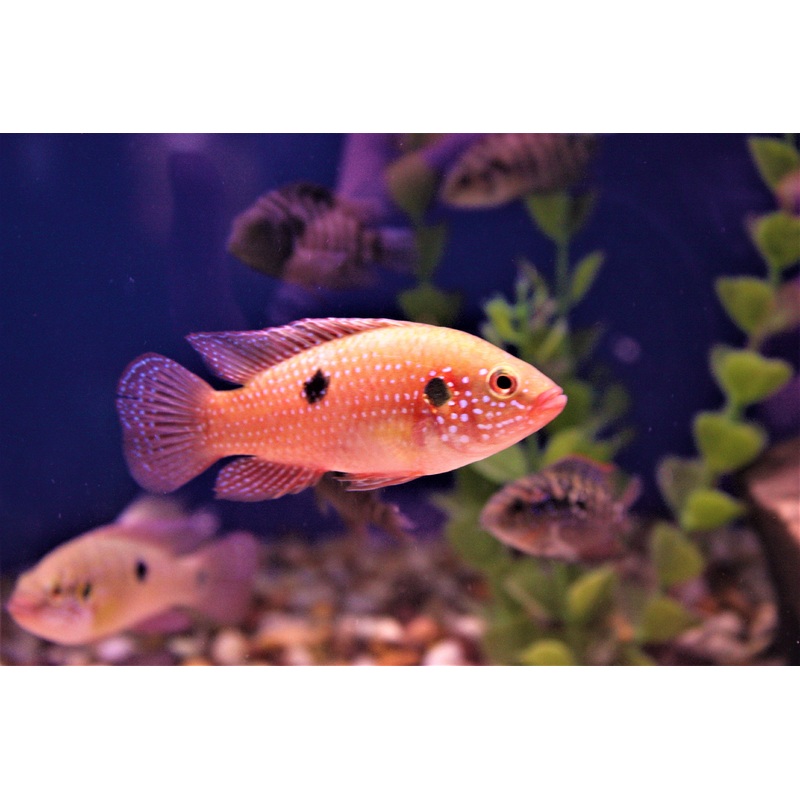 Red Jewel Cichlid