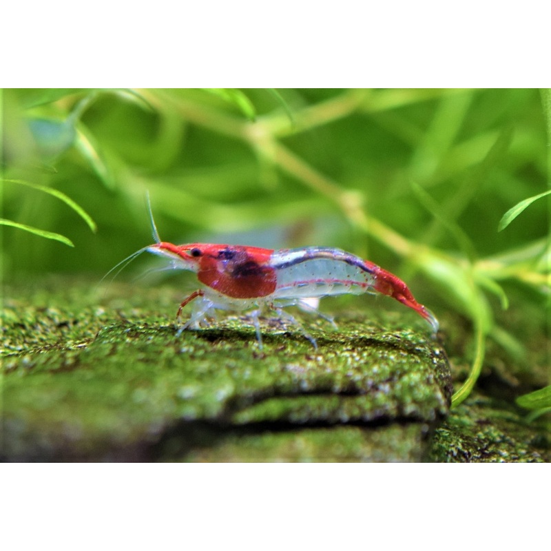 Red Rili Shrimp