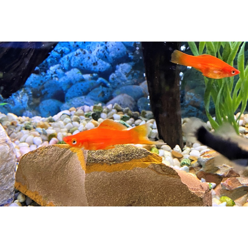 Red Swordtail