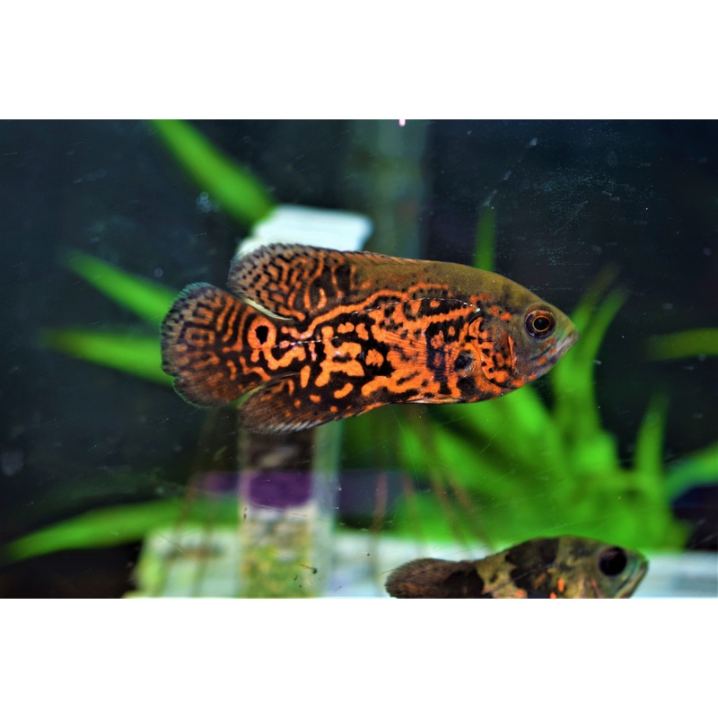 Red Tiger Oscar