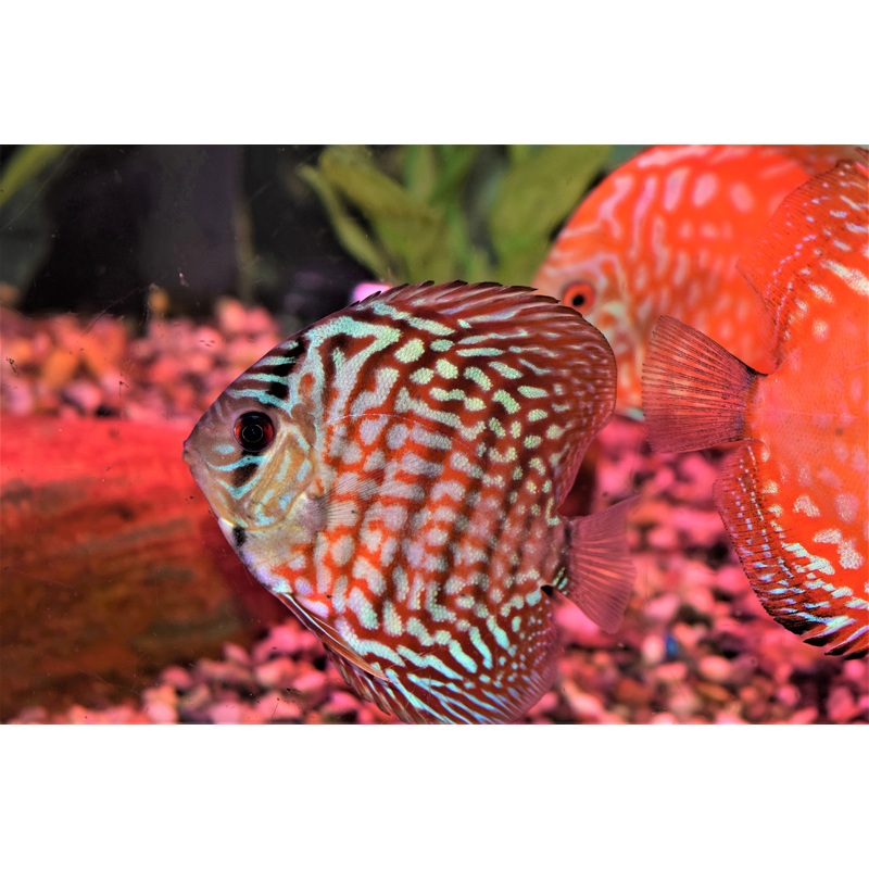 Red Turquoise Discus