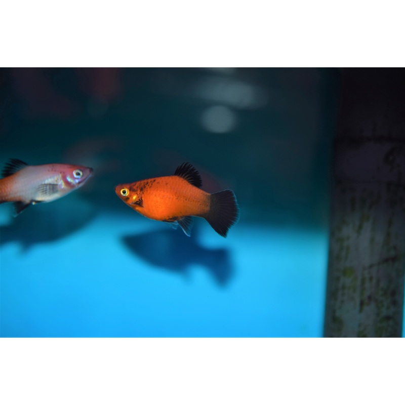 Red Wag Platy