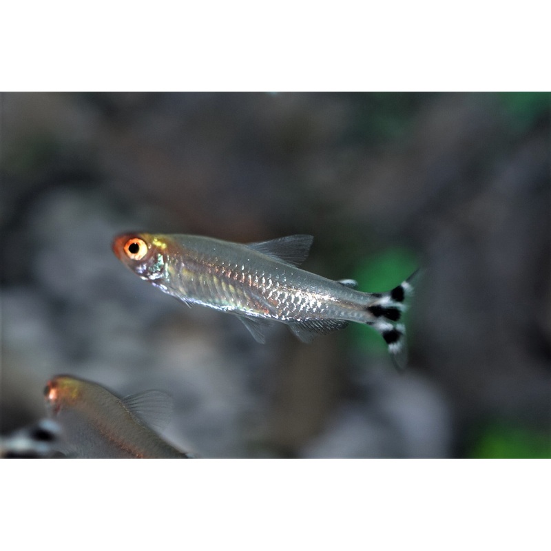 Rummynose Tetra
