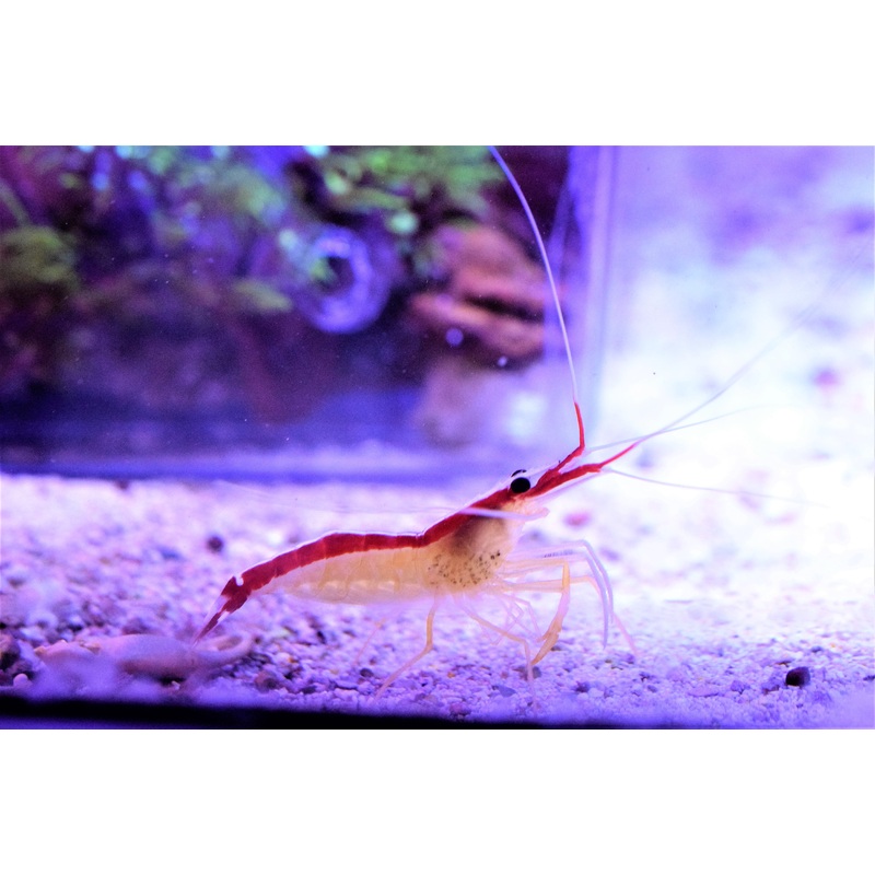 Skunk Cleaner Shrimp