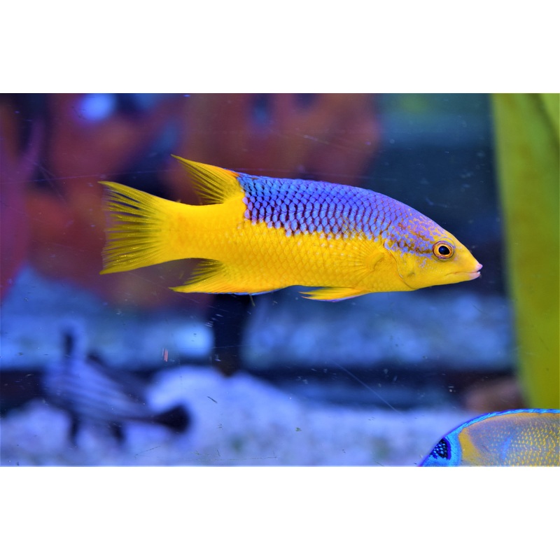 Spanish Hogfish