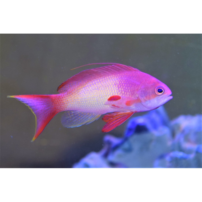 Squamipinnis Lyretail Anthias