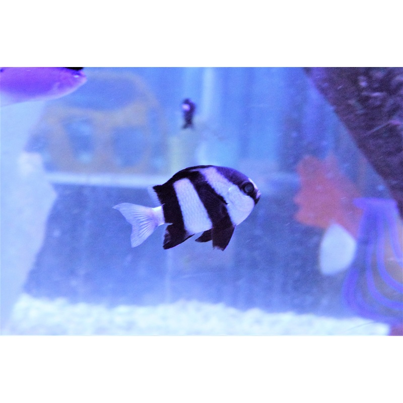 Stripe Damsel