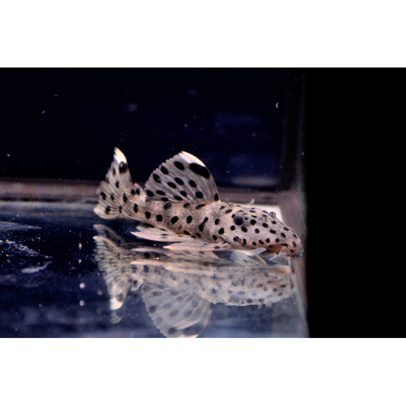 Sultan Pleco L264