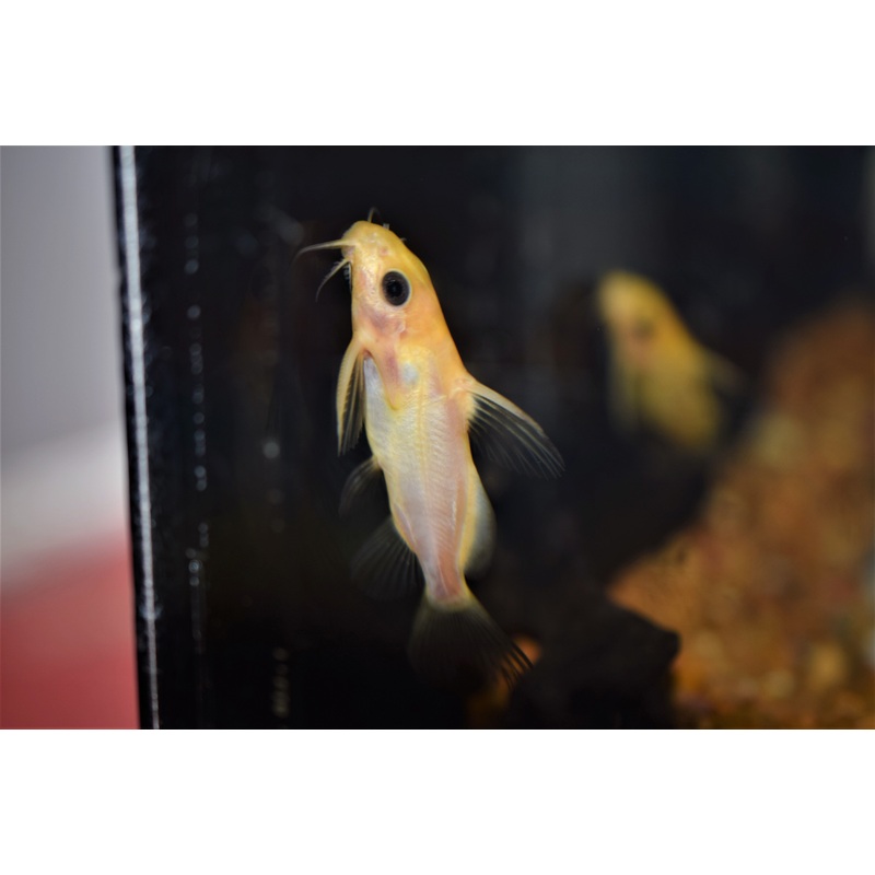Synodontis nigrita "Gold"