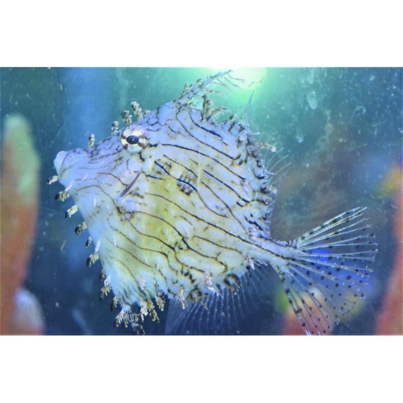 Tassel Filefish
