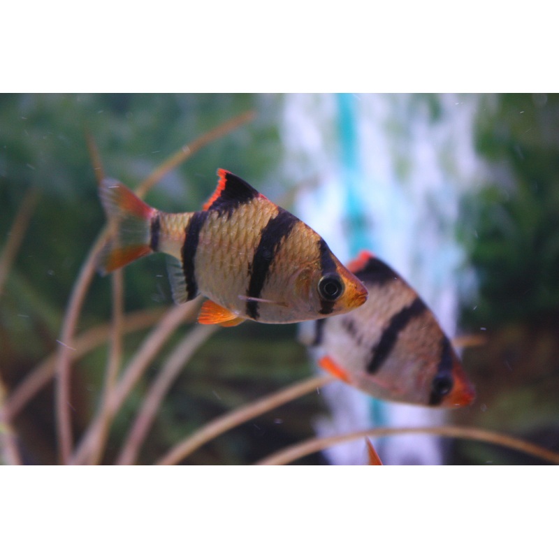 Tiger Barb