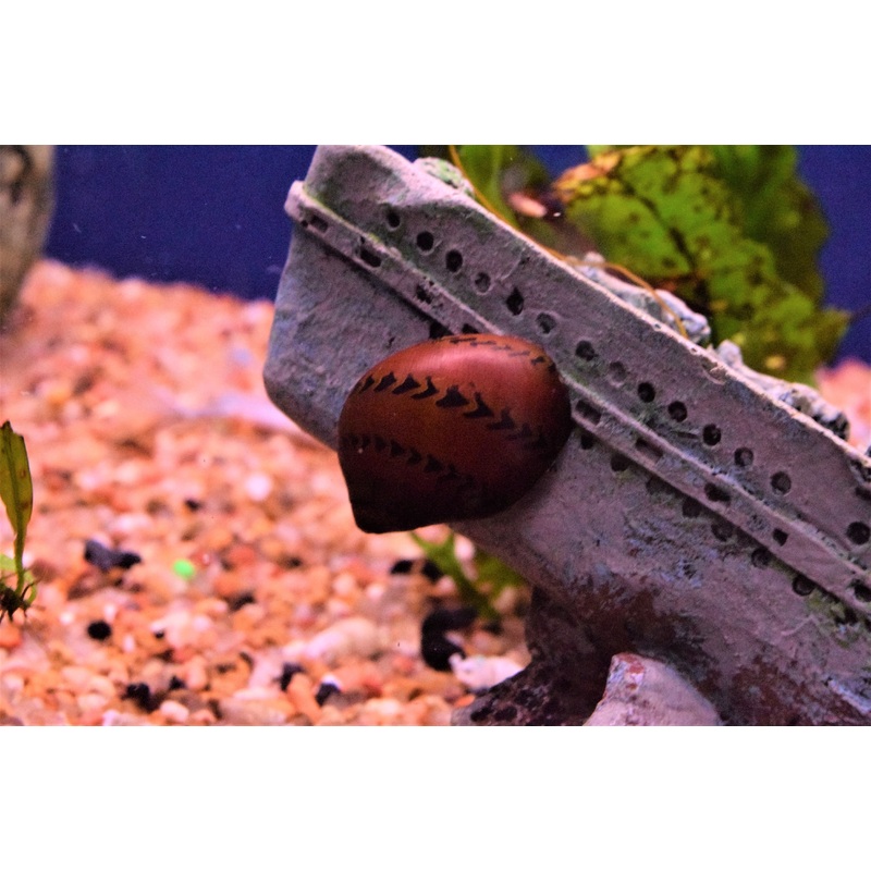 Tiger Nerite Snail