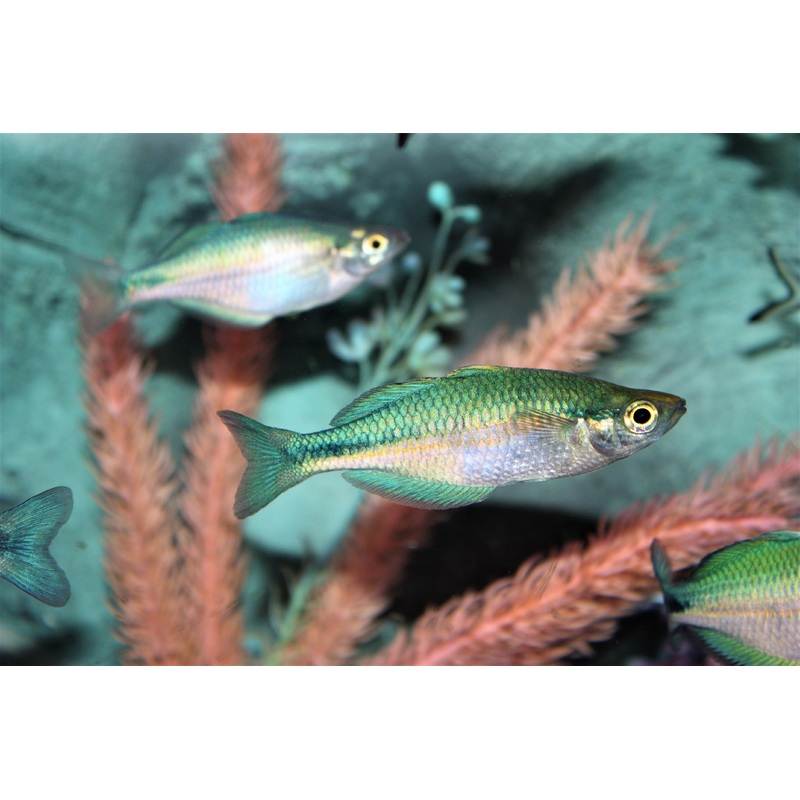 Turquoise rainbow