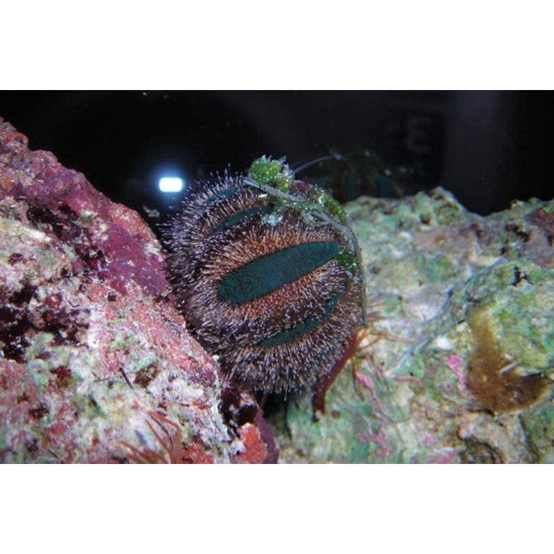 Tuxedo Urchins