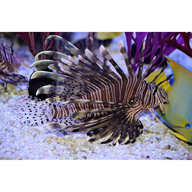 Volitan Lionfish