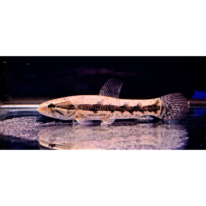 Wolf Fish
