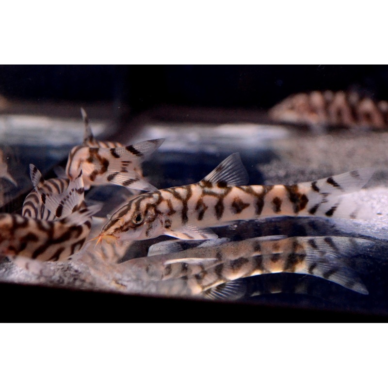 Yoyo Loach