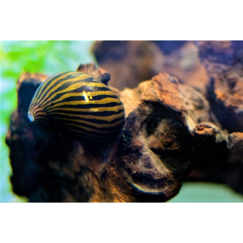 Zebra Nerite Snail