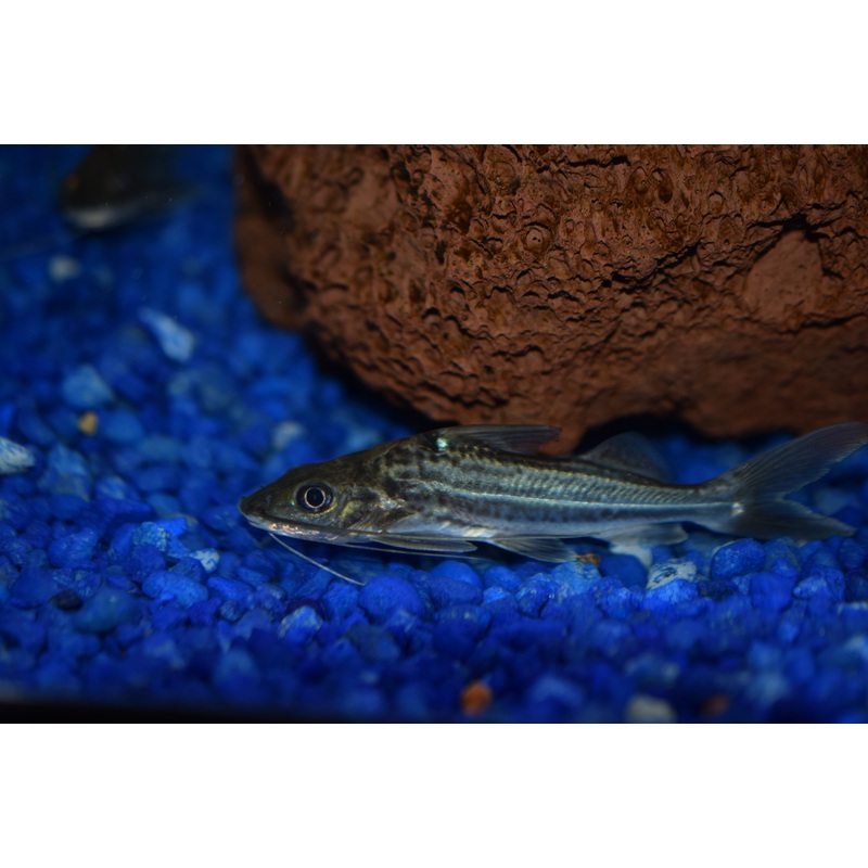4-line Pimadella Catfish