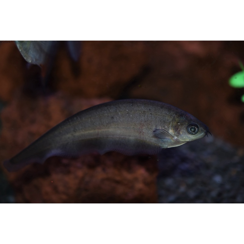 African Knife Fish