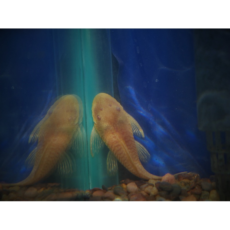 Albino Bushynose Pleco