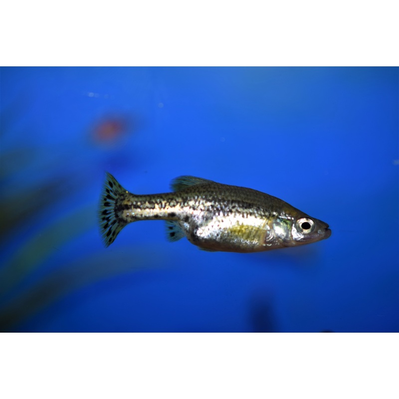 Ameca Splendens (Butterfly Goodeid)