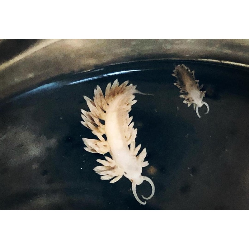 Berghia nudibranch