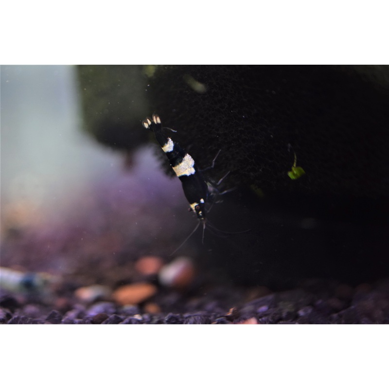 Black Crystal Shrimp