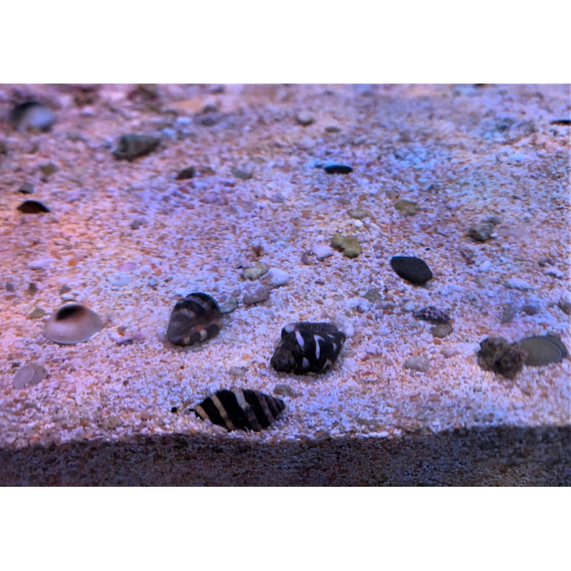 Bumblebee Snails