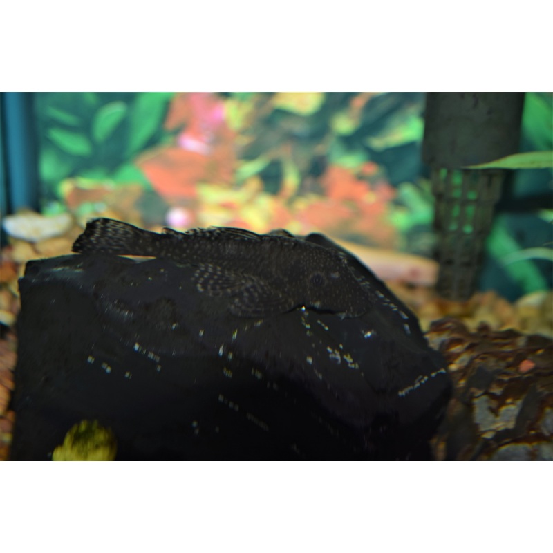 Bushynose Pleco