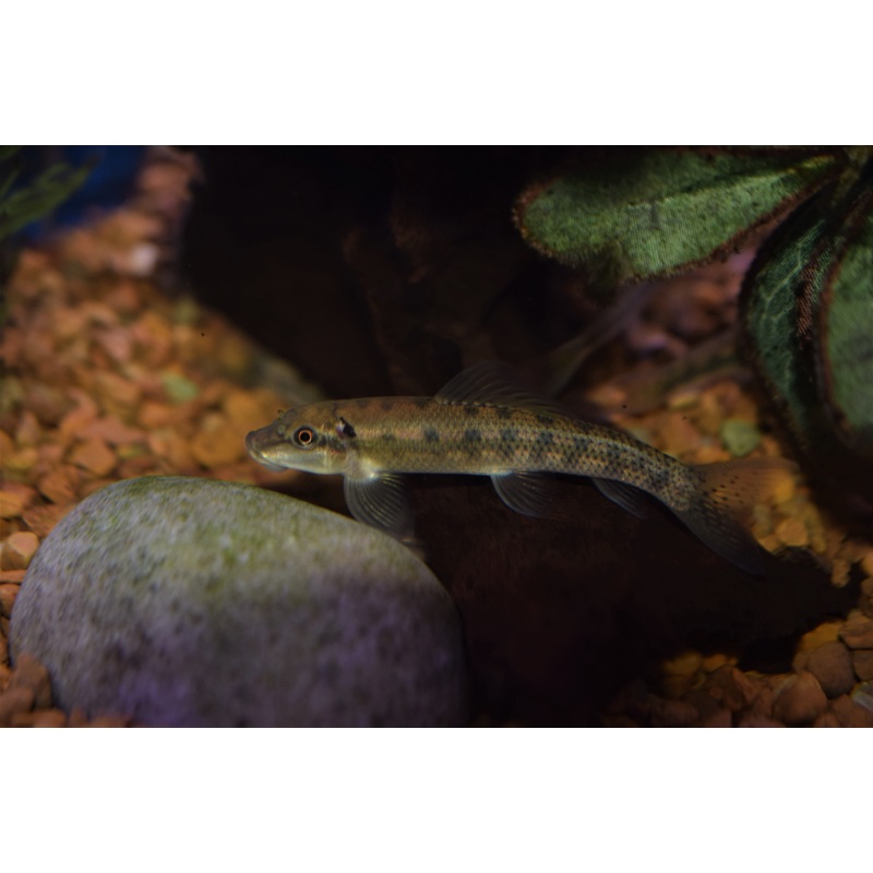 Chinese Algae Eater